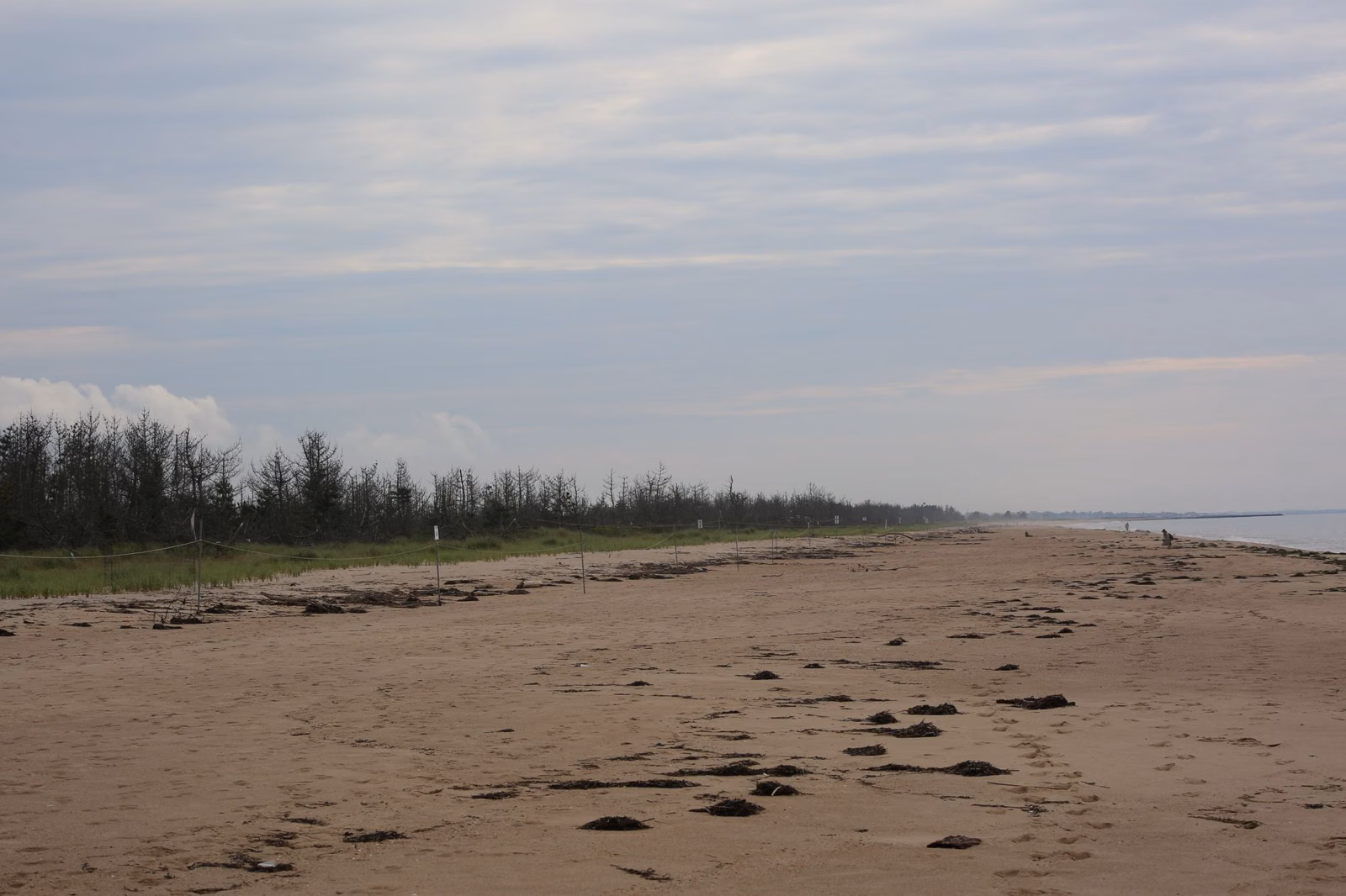Empty sandy barrier beach with dune scrub along the Charlestown coast
