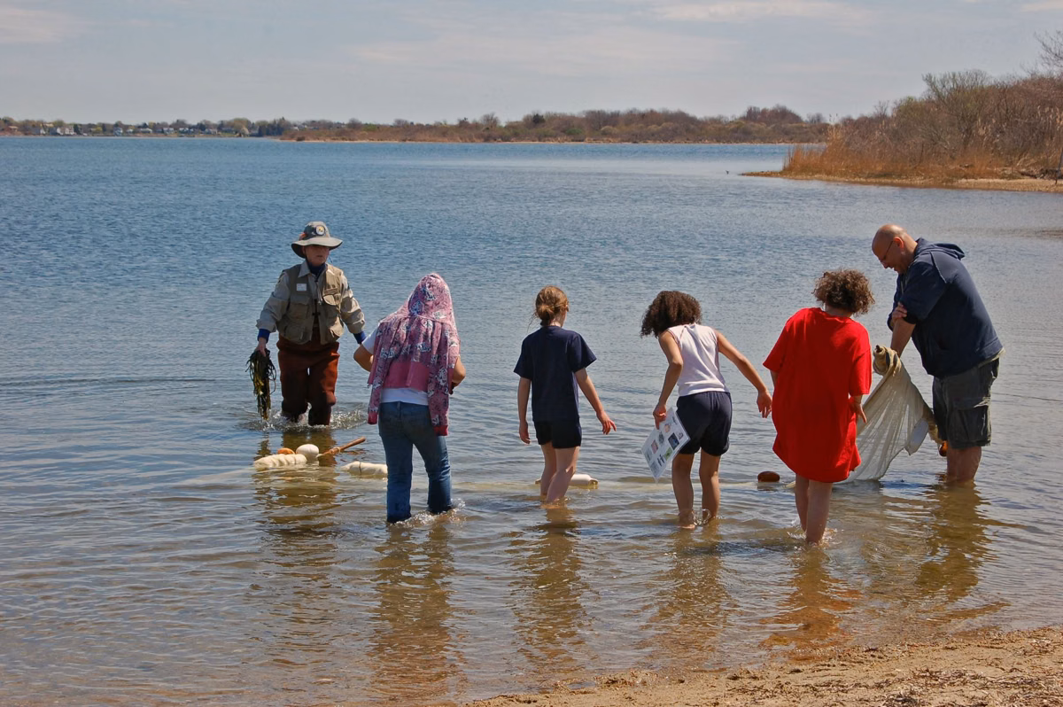 A refuge educator and children pulling a seine net in shallow salt pond water